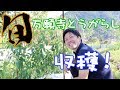 【農作業】今が旬！京野菜・万願寺とうがらしを若手農家が収穫