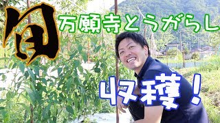 【農作業】今が旬！京野菜・万願寺とうがらしを若手農家が収穫