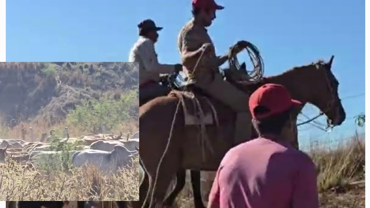 BAÑANDO EL GANADO  PARA LA MOSCA Y CAMBIANDO DE POTRERO 