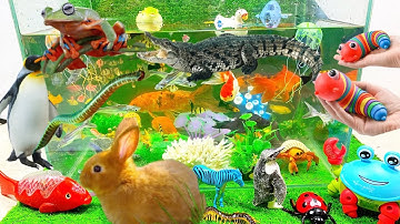 Động Vật Dễ Thương,Cá Nhỏ,Cá Mập,Cá,Ốc Mượn Hồn,Chim Cánh Cụt,Ngựa Vằn,Fish video#fish#cuteanimals