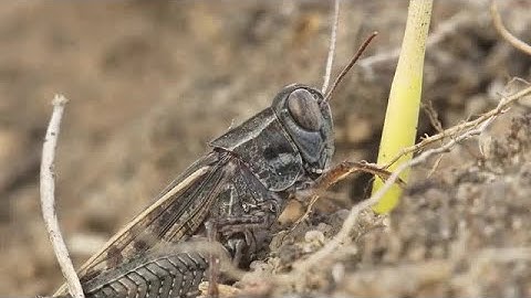 Grasshopper Stock Video