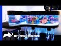 This Unique Tank Is The Size Of A Grand Piano! | Tanked