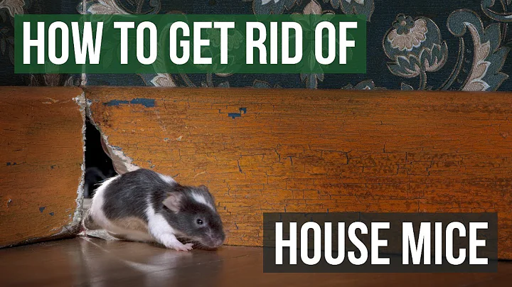 How to Get Rid of House Mice (4 Easy Steps) - DayDayNews