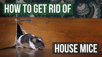 How to Get Rid of House Mice (4 Easy Steps)