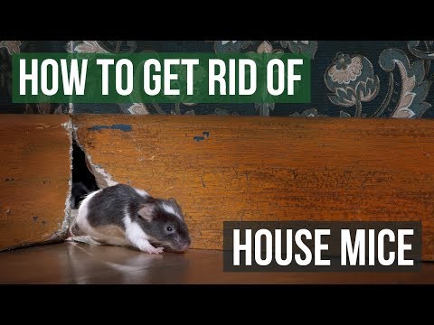 How to Help Get Rid of Mice in the Kitchen