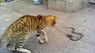 Fearless cats - Totally insane fight with snake
