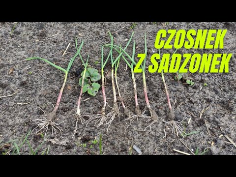 Czosnek z sadzonek