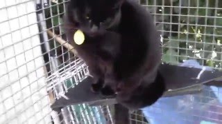 Ebony s new mums were both crying when they returned her