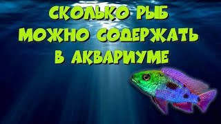 Советы начинающим заводчикам цихлид (часть 9). Сколько рыб можно содержать в аквариуме Советы начинающим заводчикам цихлид (часть 9). Сколько рыб можно содержать в аквариуме