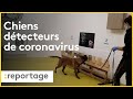 Des chiens entraînés à détecter l'odeur du coronavirus