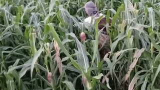 Daily Farm Life: Philippine Province Morning Walk - Picking corn, growing long beans and more! by Digital Nomads Explore 42 views 3 months ago 2 minutes, 14 seconds