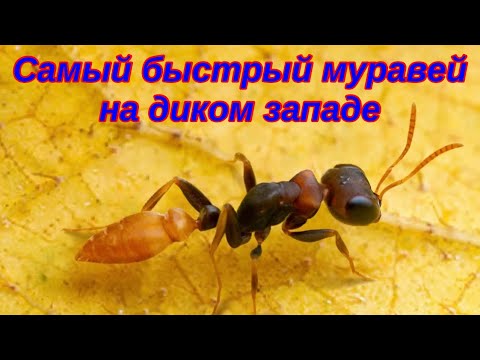 Видео: The Ants. Проворный Древесный Муравей