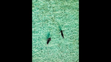 Floating Island - Instrumental (Creator Yuka)