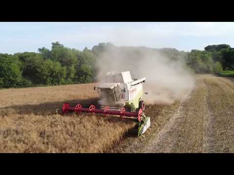 Canola Harvest with