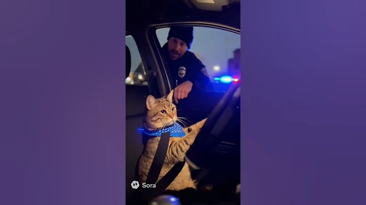 The cat was arrested by the police  sora 2 ai viral video #usashorts #sora2 #sorts #dogshorts