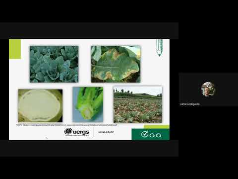 Vídeo: Qual das seguintes é uma variedade de brassica resistente a doenças?