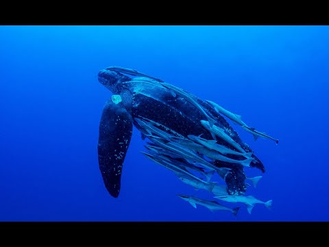 Video: Pet Scoop: Leatherback Mořské želvy Mohl Face Extinction, Group nabízí Pet Food Stamps