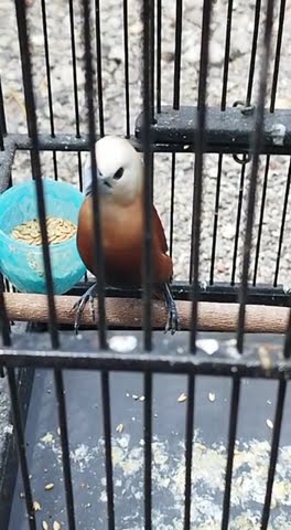 emprit haji suara perkutut
