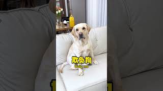 【旺仔很忙🐶Wangzai】狗：哥们儿跟你心连心，你跟哥们儿玩脑筋 I'm Heart-To-Heart With You, You're Playing Mind Games With Me