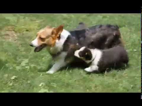 corgi puppies for sale in louisiana pembroke corgis learn what top pembroke corgi breeders corgi puppies for sale in louisiana pembroke corgis learn what top pembroke corgi breeders