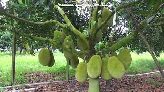 Jackfruit Plantation