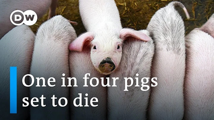 A quarter of global pig population expected to die due to swine fever epidemic | DW News - DayDayNews