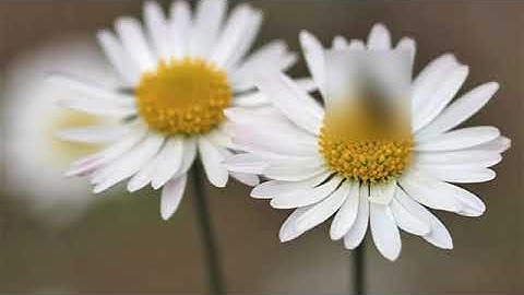 احمد العجمي | سورة النحل كاملة HD