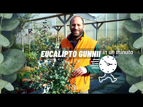 Video: Quando fioriscono l'eucalipto?