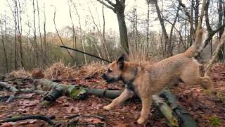 Woody's adventures CRAZY HORSES by Border Terrier Tube (BTT) 541 views 4 months ago 5 minutes, 19 seconds