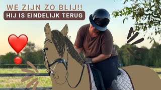 GUESS WHO'S BACK... | Haflingers King & Beau