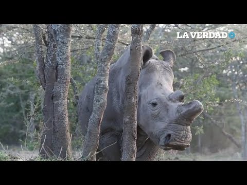 Vídeo: China Legaliza La Venta De Huesos De Tigre Y Cuernos De Rinoceronte Con Fines Médicos