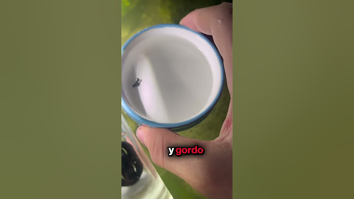 Ha Construido un Ejército de Ranas Gigantes 🐸 (@mightyfrogarmyy)