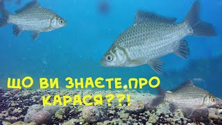 А що ви знаєте про карася сріблястого?! Риби України