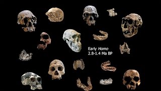 Origins of Genus Homo-Southern Africa and  Origin of Homo; Adaptive Shifts; Energetics and  Ecology