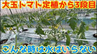 【トマトの生育の見極め】3段目開花までの水管理と一段目の着果の重要性