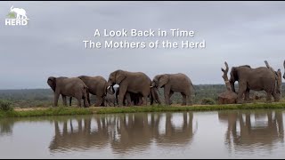 A Celebration of the Mothers in the Jabulani Herd 💕🐘