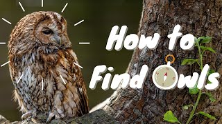 How to find owls