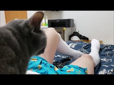 クールでオシャレな飼い主の上に乗って気分はチョベリグ! - YouTube