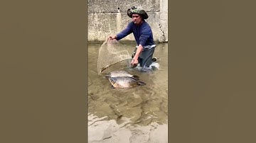Cá Lớn - Chép khủng mắc cạn 😱 #khacthuyvlogg