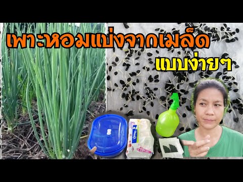 เพาะหอมแบ่งด้วยเมล็ด แบบง่ายๆงอกทุกเมล็ดภายใน 2 วัน งอกง่ายโตเร็ว เปอร์เซ็นต์การงอก100%