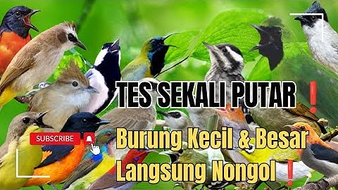 Suara Pikat Burung Kecil Dan Besar Paling Ampuh.