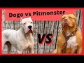 PIT MONSTER VS DOGO ARGENTINO - Qual o cachorro mais forte??