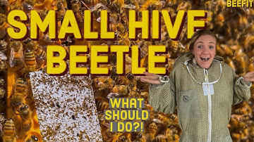 Small Hive Beetle 101 | Everything You Need To Know As A Beekeeper! #beekeeping