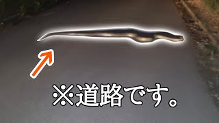 道路の上に巨大なヘビが落ちてるんだけど、、、