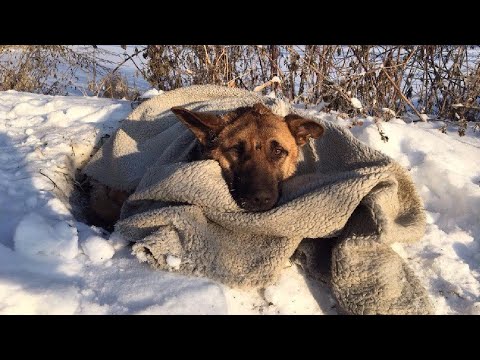 Её выкинули на мороз как ненужную вещь, а спустя время она стала настоящим героем и спасителем