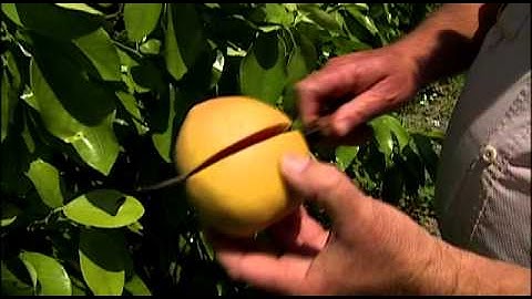 Florida Grapefruit: From the Grove to You