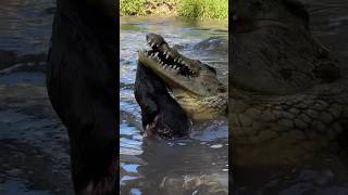 Crocodile HEAD THRASH! #shorts #short #animal #nature #wildlife #reptiles #crocodile