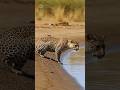 Leopard Bitten by a Crocodile ワニに噛まれるヒョウ