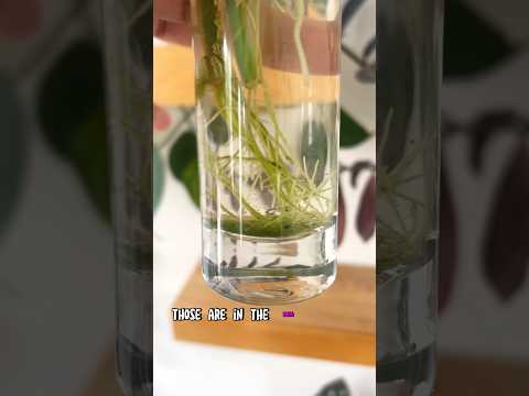 Видео: Тасалгааны ургамлын эрвээхэй үргээгч - Гэрт цагаан эрвээхэйг үргээх ургамал тариалах зөвлөмж