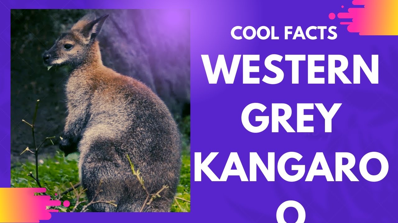 western-gray-kangaroo-facts-eastern-grey-kangaroo-facts-for-kids-yluoz